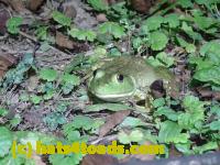 /home//u458753944/public_html/sourcegallery/////////////////////////////Frogs/Bullfrogs 2020-09 Upper Merion/P9280692.JPG